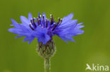 Korenbloem (Centaurea cyanus) 