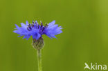 Korenbloem (Centaurea cyanus) 