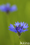 Korenbloem (Centaurea cyanus) 