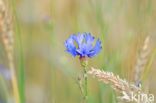 Korenbloem (Centaurea cyanus) 