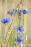 Korenbloem (Centaurea cyanus) 