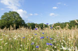 Korenbloem (Centaurea cyanus) 