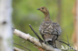 Black Grouse (Tetrao tetrix)