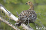 Black Grouse (Tetrao tetrix)