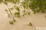 Black Crowberry (Empetrum nigrum)