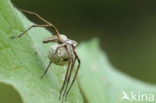 nursery web spider (Pisaura mirabilis)