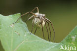 nursery web spider (Pisaura mirabilis)