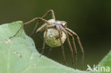 nursery web spider (Pisaura mirabilis)