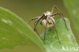 nursery web spider (Pisaura mirabilis)