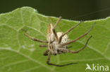 nursery web spider (Pisaura mirabilis)