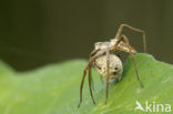 nursery web spider (Pisaura mirabilis)