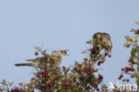 Fieldfare (Turdus pilaris)