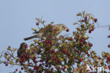 Fieldfare (Turdus pilaris)