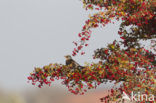 Fieldfare (Turdus pilaris)