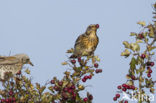 Fieldfare (Turdus pilaris)