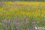 Kruipende boterbloem (Ranunculus repens)