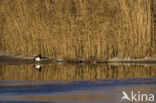 Tufted Duck (Aythya fuligula)