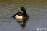 Tufted Duck (Aythya fuligula)