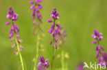 Tufted Milkwort (Polygala comosa)
