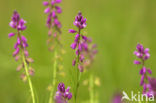 Kuifvleugeltjesbloem (Polygala comosa) 