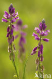 Tufted Milkwort (Polygala comosa)