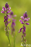 Kuifvleugeltjesbloem (Polygala comosa) 