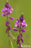 Kuifvleugeltjesbloem (Polygala comosa) 