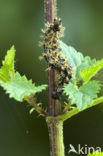 Landkaartje (Araschnia levana)