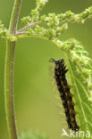 Landkaartje (Araschnia levana)