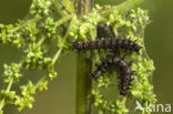 Landkaartje (Araschnia levana)