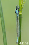 Lantaarntje (Ischnura elegans)