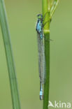 Lantaarntje (Ischnura elegans)