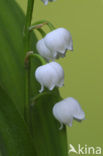 Lelietje-van-dalen (Convallaria majalis)