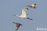 Eurasian Spoonbill (Platalea leucorodia)