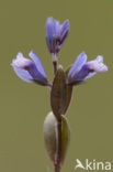 Heath Milkwort (Polygala serpyllifolia)