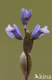 Liggende vleugeltjesbloem (Polygala serpyllifolia) 