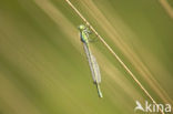 Maanwaterjuffer (Coenagrion lunulatum)