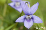 Maarts viooltje (Viola odorata)