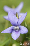 Maarts viooltje (Viola odorata)