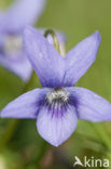 Sweet Violet (Viola odorata)