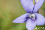 Maarts viooltje (Viola odorata)