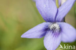 Sweet Violet (Viola odorata)