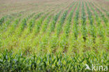 Maize