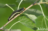 Orache Moth (Trachea atriplicis)