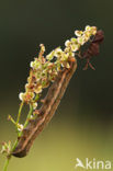 Orache Moth (Trachea atriplicis)