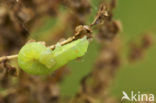 Orache Moth (Trachea atriplicis)