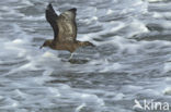 Middelste Jager (Stercorarius pomarinus)