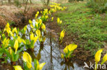 Moeraslantaarn (Lysichiton americanus)