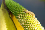 American skunkcabbage (Lysichiton americanus)