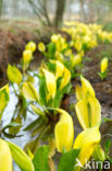 American skunkcabbage (Lysichiton americanus)